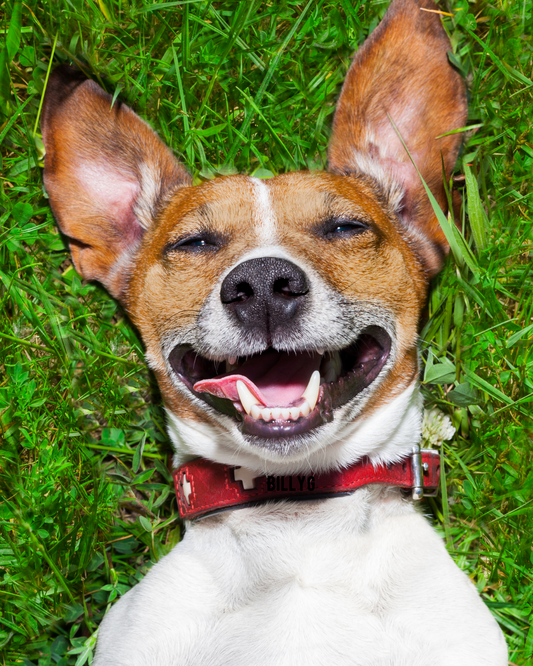 Top 5 Home Remedies to Treat Your Dog’s Gingivitis Without Brushing or Scaling